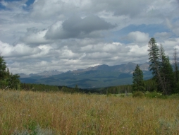 Colorado Meadow