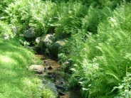 Babbling Brook